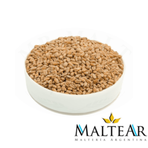 Trigo Malteado - Maltear
