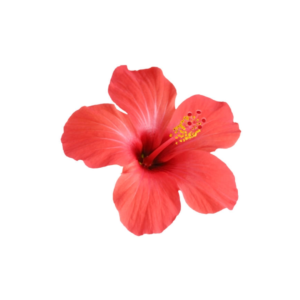 Flor de Hibiscus - 20 gr