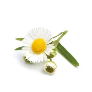 Flor de Manzanilla - 20 gr
