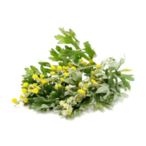 Ajenjo Artemisia Absinthium - 30 gr