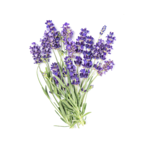 Lavanda Alhucema - 20gr