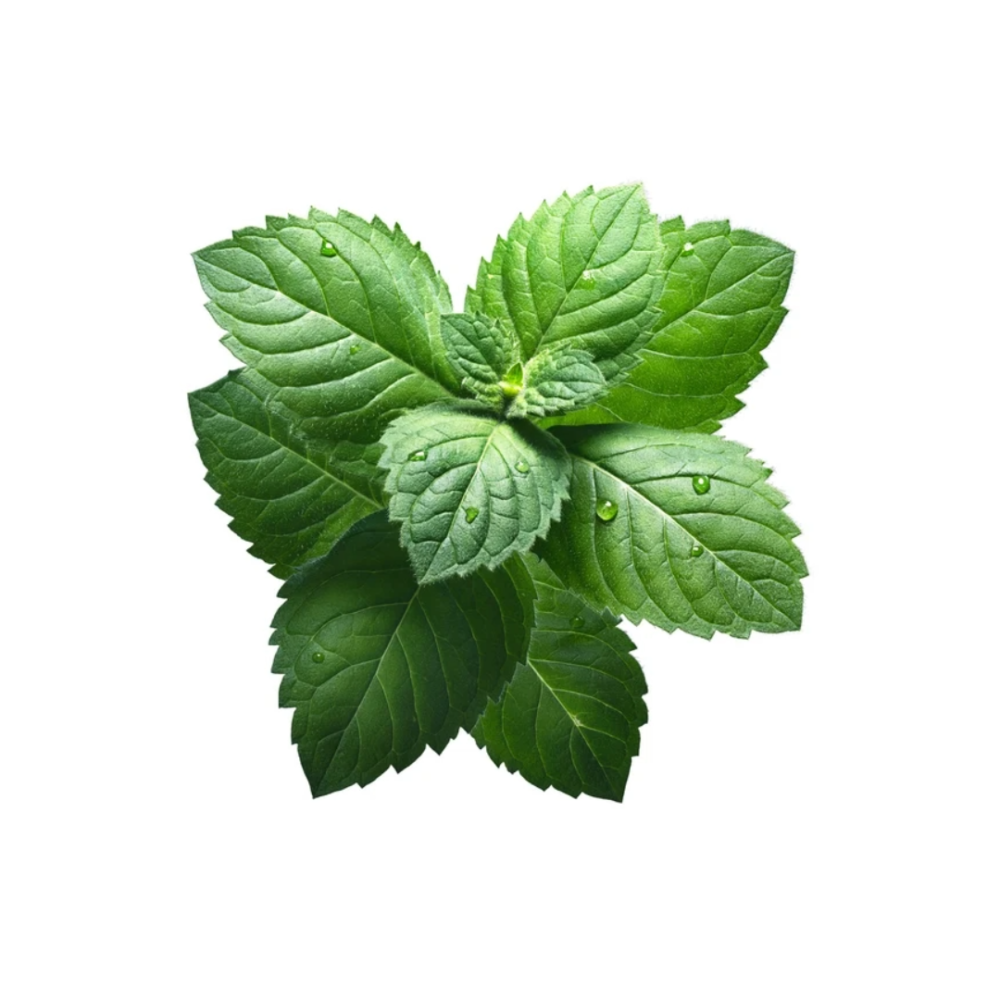 Menta Piperita - 20 gr